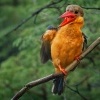 Lednacek gurial - Pelargopsis capensis - Stork-billed Kingfisher 9871